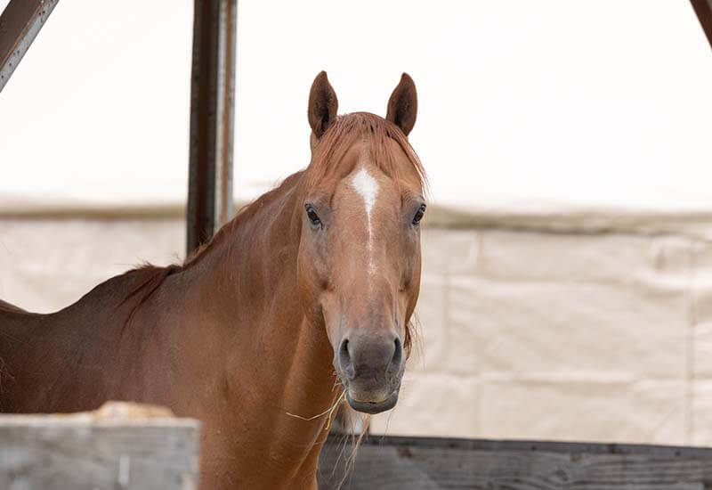 horse-riding-30